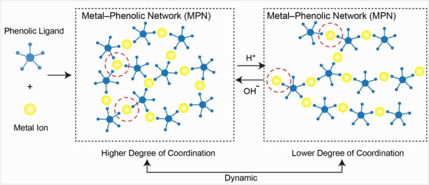 Metal-Phenolic Networks - enlarged view
