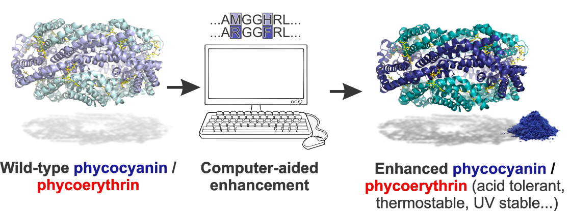 Phycolor Workflow 2 - enlarged view