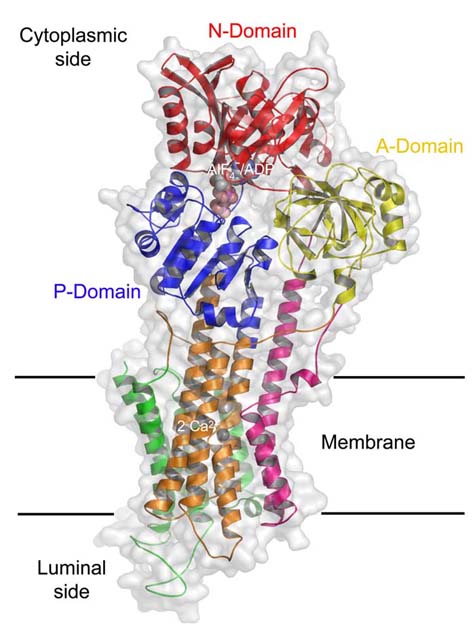 Sorensen_July04_fig1.jpg - enlarged view
