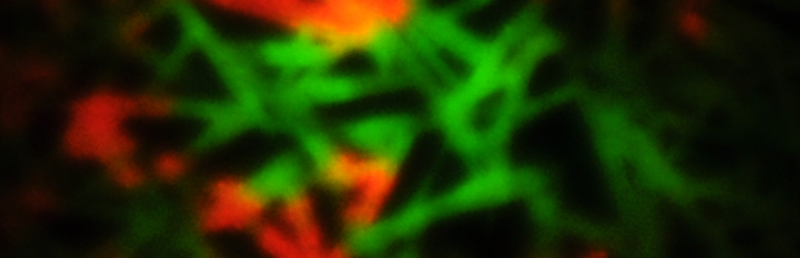 PL microscopy image on half-degraded MAPbI3 sample PL microscopy image on half-degraded MAPbI3 sample