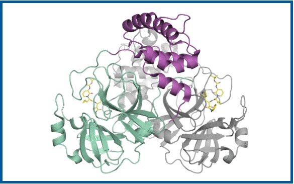 SARS-CoV-2 research at HZB.