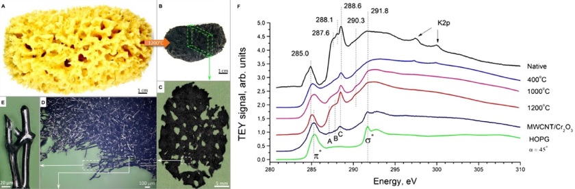 Overview of the transformation of spongin scaffolds to a carbonized 3D structure at 1200°C - enlarged view