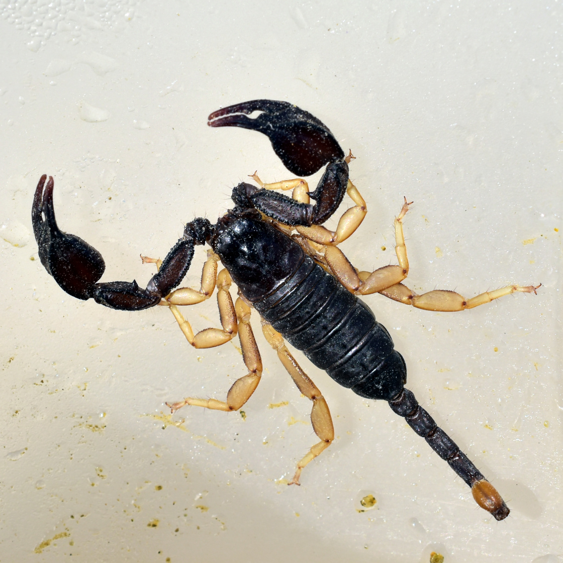 3-D-Aufnahme einer Buchlunge eines Skorpions - vergrößerte Ansicht