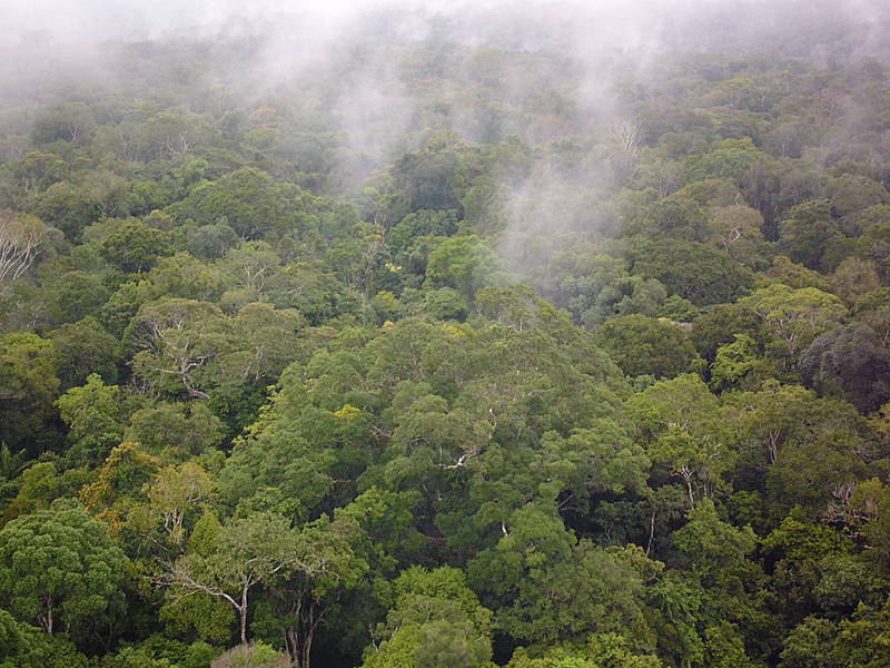 The picture shows fog droplets over the Amazon rainforest - enlarged view