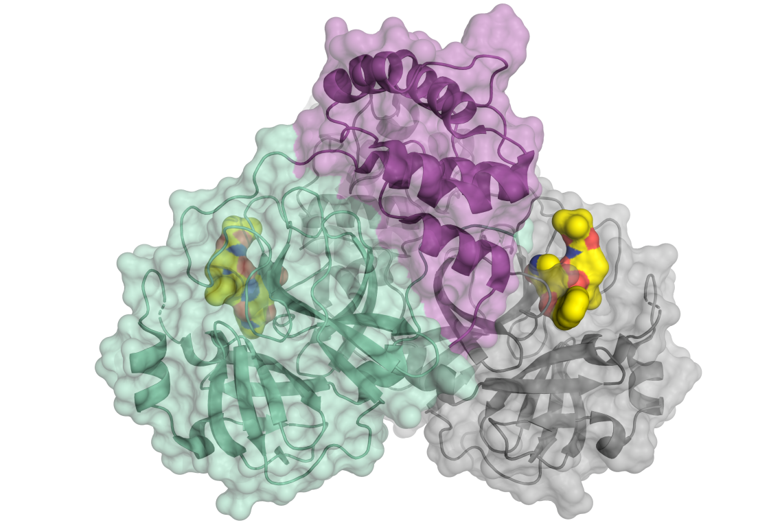 Corona-Protein_2020 / H. Tabermann/HZB - enlarged view
