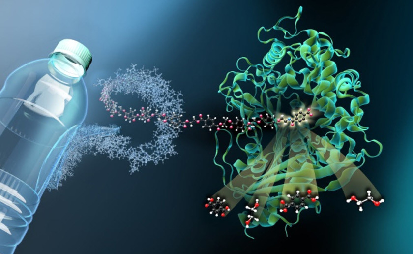 Das Bild zeigt MHET-Moleküle aus PET-Kunststoff, die an einer aktiven Stelle im Inneren der MHETase andocken und dort aufgespalten werden. - vergrößerte Ansicht