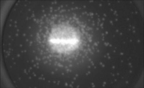 TOF: Image of the fluorescence screen recorded with an exposure time of 100 ms from a CCD camera at a count rate of approximately 20 000 events per second
