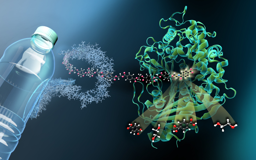 The enzyme MHETase is a huge and complex molecule. MHET-molecules from PET plastic dock at the active site inside the MHETase and are broken down into their basic building blocks.