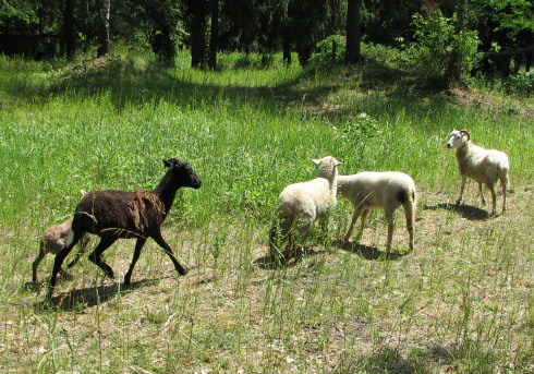 Support for the sheep at Campus Wannsee