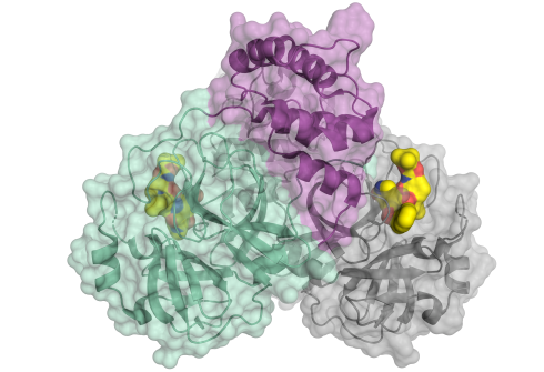Coronavirus SARS-CoV2: BESSY II-Daten beschleunigen die Suche nach Wirkstoffen