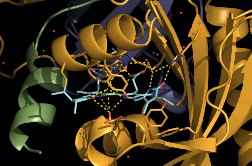 Inside the 3D-structure of a phytochrome a bilin pigment absorbs the photon and rotates, which triggers a signal.