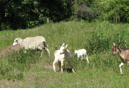 Sie sind zurck: Schafe und Ziegen beweiden wieder den Campus Wannsee