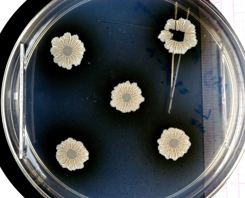 When bacteria join together to form communities, they may build complex structures. The photo shows wild-type Bacillus subtilis biofilms.