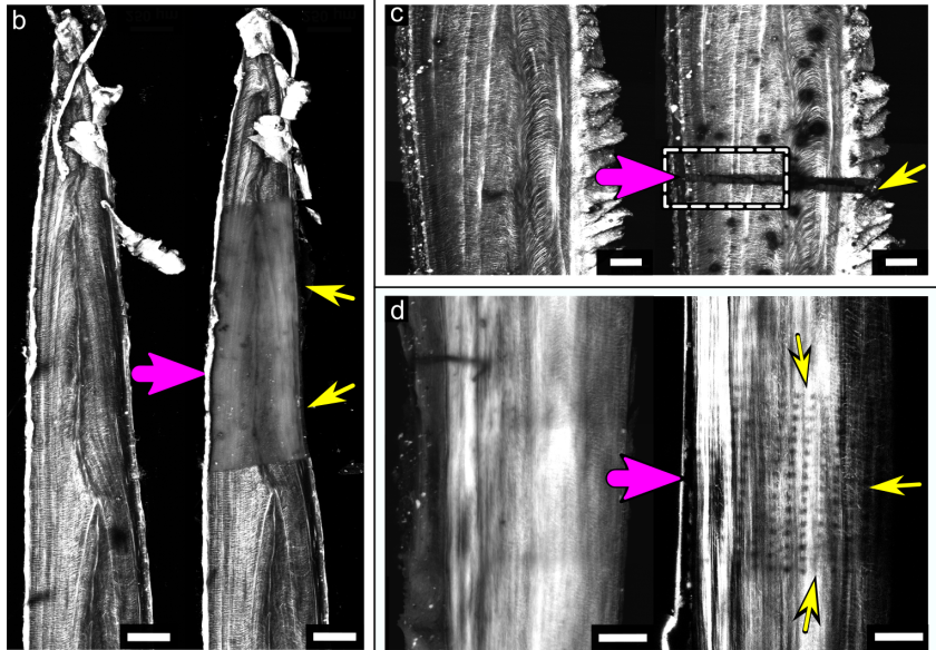 Die Bilder zeigen die Kollagenverteilung in Hechtknochen (b) vor (links) und nach (rechts) einem &mu;CT-Experiment, (c) sowie vor (links) und nach (rechts) einem R&ouml;ntgenbeugungs-&mu;CT-Experiment an der mySpot-Beamline, BESSY. Au&szlig;erdem (d) vor (links) und nach (rechts) einem 2D-Mapping-XRD mySpot-Experiment. Die gesch&auml;digten Bereiche erscheinen dunkel (mit gelben Pfeilen gekennzeichnet). Die Pfeile in Pink zeigen den Verlauf der R&ouml;ntgenstrahlung.