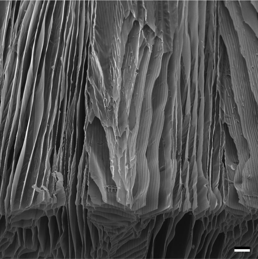 Die Aufnahme mit einem Rasterelektronenmikroskop zeigt ein komplexes Materialsystem aus Chitosan und Nanocellulose. Das Chitosan-Ger&uuml;st wurde mit dem Gefriergussverfahren hergestellt. Der Ma&szlig;stab ist 100 &mu;m. Die ausgerichteten Poren und die Rippen auf der Zellwand dienen als Struktur f&uuml;r die Reparatur peripherer Nerven, sie locken Axone an oder erm&ouml;glichen weitere biomedizinische Anwendungen.