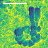 IRIS beamline at BESSY II extended with nanomicroscopy