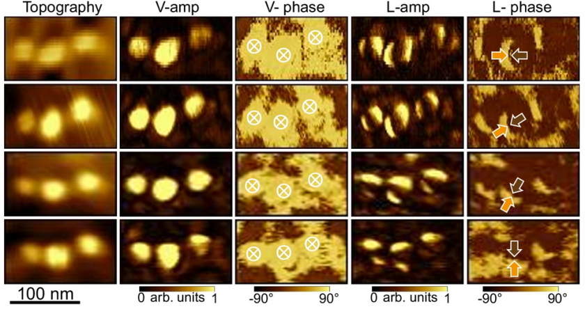 In each row the sample had a different orientation. The columns show the topography (left) and piezoresponse force microscopy (PFM) images. In the lateral PFM amplitude, the nanoislands display a pattern of dark and light regions, evoking coffee beans, which is typical for textures of center-type polar distribution.