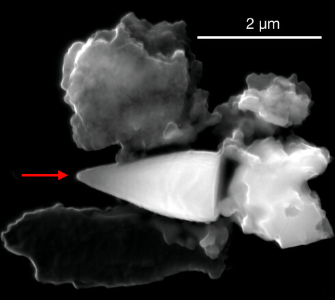 Did marine life in the palaeocene use a compass?