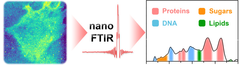 The microscopic image (left) plus the obtained IR-spectra contain precise information on relevant molecules and molecular processes inside the cell.