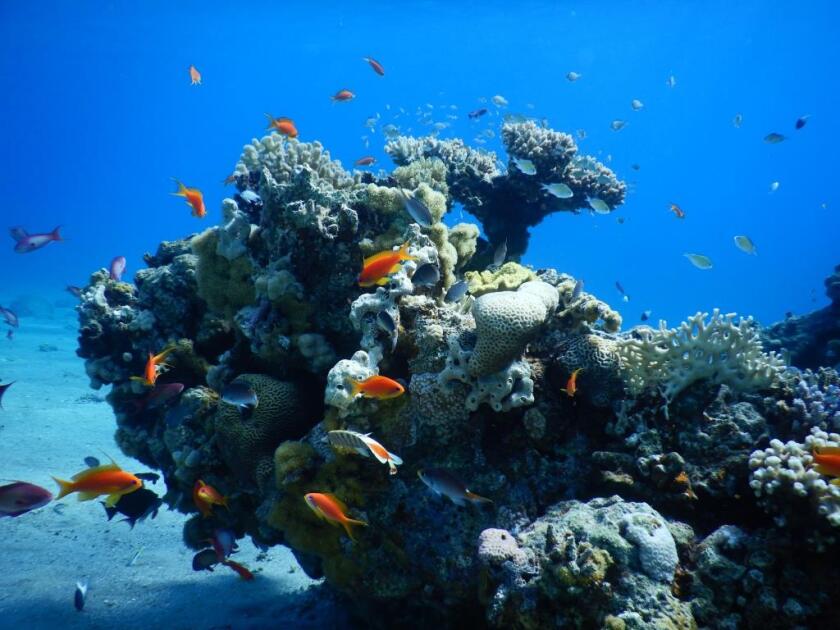 Stony corals in the Red Sea are rich ecosystems, hosting various fish and other marine organisms. The reef is formed by countless coral animals (polyps). The corals live symbiotically with certain algae, which give them their vibrant colour.&nbsp;