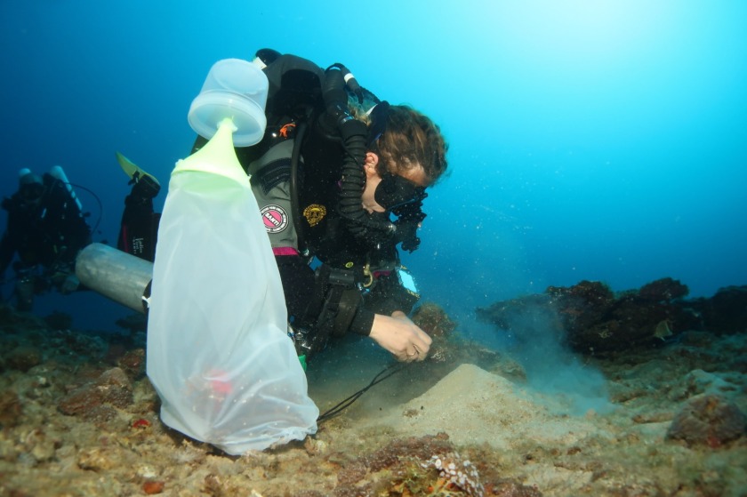Tali Mass is an experienced diver. Here she is securing the nets to collect planula larvae after the corals have spawned.&nbsp;