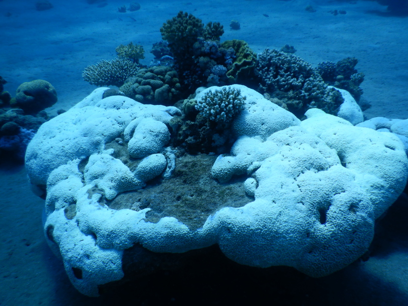 During marine heatwaves, the algae begin to produce toxic substances. As a result, the corals reject the algae, they &ldquo;bleach&rdquo; and die shortly afterwards. Global warming produces strong marine heatwaves much more frequently, which is a threat to the health of coral reefs worldwide.