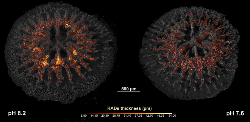 The tomographic reconstruction shows the 3D architecture of RADs (red/yellow) and TDs (semi-transparent gray) in coral primary polyps grown under normal (pH 8.2, left picture) and conditions of severe ocean acidification (pH 7.6, right picture).