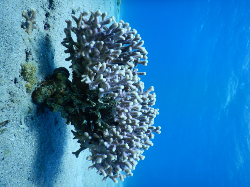 Corals filter microplankton, nutrients and trace elements from the water. However, they also depend on symbiotic algae, which they store in their outer tissue. It is these algae that give corals their intense colours.&nbsp;