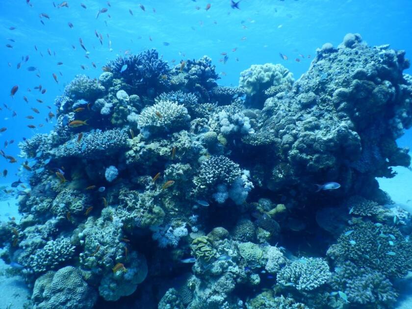 Coral reefs are home to a wide variety of marine creatures. Their future is uncertain.&nbsp;