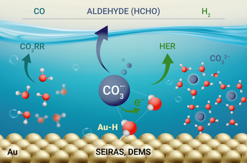 Role of carbonates and their radicals on CO<sub>2</sub> electroreduction and hydrogen evolution.