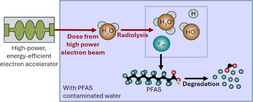 Die Radiolyse: Der Elektronenstrahl bestrahlt das Wasser, wobei hydratisierte Elektronen entstehen, die mit den PFAS-Molek&uuml;len im Wasser reagieren und sie in kleinere Komponenten zerlegen.