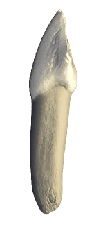 Micro-computer tomography of a complete tooth.