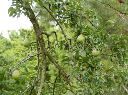 Auf dem Gel&auml;nde gibt es im Sp&auml;tsommer reife Birnen, &Auml;pfel und Pflaumen.