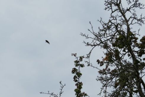 Ein Raubvogel kreist &uuml;ber uns.