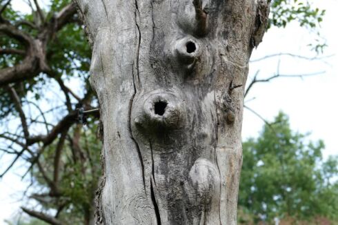 Abgestorbene Baumst&auml;mme sind ein Paradies f&uuml;r Flederm&auml;use, K&auml;fer und V&ouml;gel.