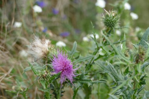Artenvielfalt: eine Kratzdistel lockt Insekten an.