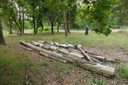 Ein Totholzhaufen ist Nahrung f&uuml;r Pilze und Insekten, die das Holz zersetzen. Der &ouml;kologische Kreislauf schlie&szlig;t sich.