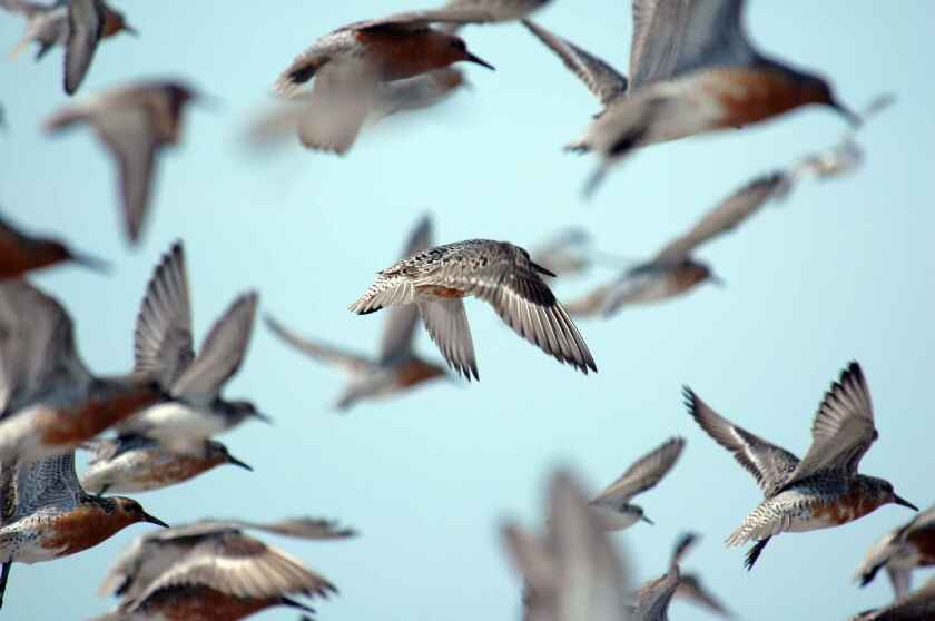 The red knot (Calidris canutus) is a medium-sized shorebird which breeds in the far north of Canada, Europe, and Russia. &nbsp;This species forms enormous flocks when not breeding.