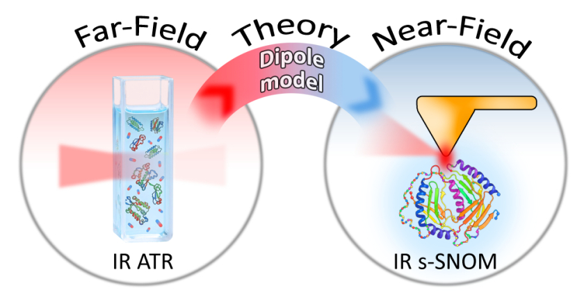 To bridge the gap between conventional far-field and nanoscale near-field infrared spectroscopy, the researchers combined experimental data with a the finite dipole model which describes what actually happens at the nanoscale.