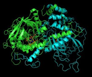 Katalase und Methmoglobin: so hnlich und doch verschieden