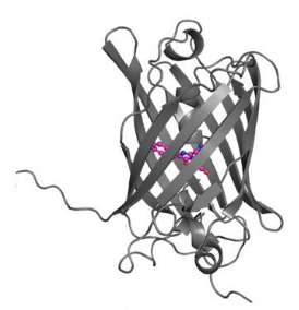 Dem Leuchten auf den Grund gegangen - Wissenschaftler klren am HZB die Struktur eines designten Proteins auf