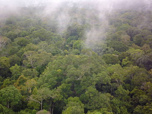 Wie Pilze und Pflanzen die Bewlkung im Amazonas-Regenwald<br />beeinflussen, haben Wissenschaftler des MPIC, Mainz, <br />nun am Nutzerexperiment Maxymus entschlsselt: <br />An Kaliumsalzen aus Pilzen und Pflanzen kondensieren<br /> organische Substanzen, so dass Aerosolpartikel <br />entstehen. An diesen bilden sich Nebeltrpfchen. <br /> 