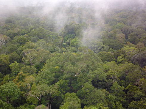 Rainforest mushrooms as weather makers