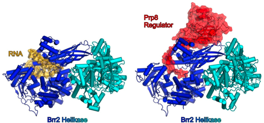 Structure of Brr2-protein belongs to a family of enzymes that are called RNA helicases.