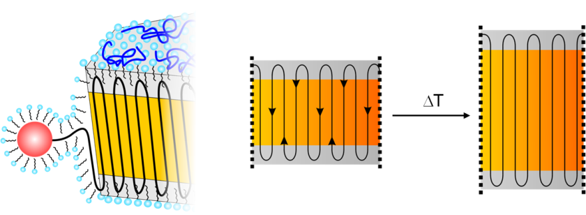 Polymer chain incorporation during formation of ideal PE-nanocrystals by catalytic insertion polymerization with a water-soluble Ni(II) catalyst. The amorphous layers covering both platelets act as the wheels of a pulley just changing the direction of the chains. A moderate raise of the temperature induces sufficient mobility that allows the chains to move within the crystal.