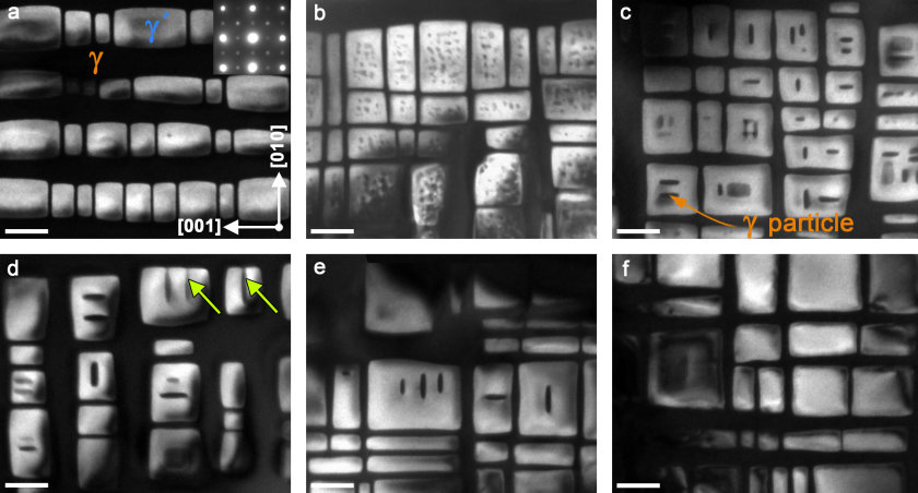 Die TEM-Aufnahmen zeigen, wie sich durch Aufheizen zun&auml;chst kleine K&uuml;gelchen (dunkel) bilden (b), die sich zu Pl&auml;ttchen zusammenschlie&szlig;en (c), bis sie die &gamma;&prime;-Ausscheidungen spalten (d-f). Der Ma&szlig;stab entspricht 100 nm. 