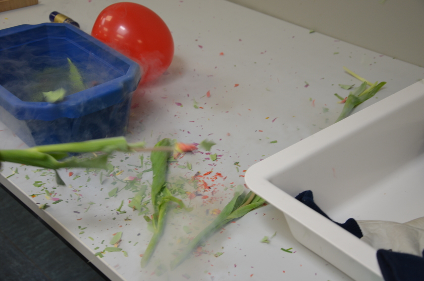 Ein wenig Stickstoff und etwas Schwung und die Tulpe zerspringt, &auml;hnlich wie Glas, in tausend Teile. "Ziemlich cool" beschreibt eine Sch&uuml;lerin dieses Experiment treffend.</p>
<p>
