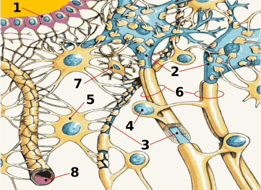 &bdquo;Neuro-anatomy 01&ldquo; von artwork by Aceofhearts1968<strong> <br /></strong>