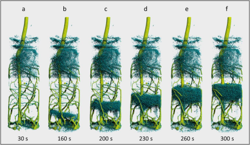 User research at BER II: Lupin roots observed in the act of catching water from soil  so far too quick for 3D views