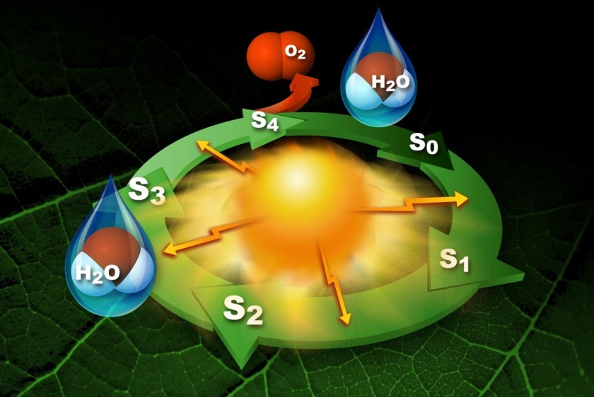 Schema des Photosystems II.